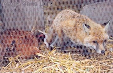 Chickens killed by a fox. Image by Chris Lane